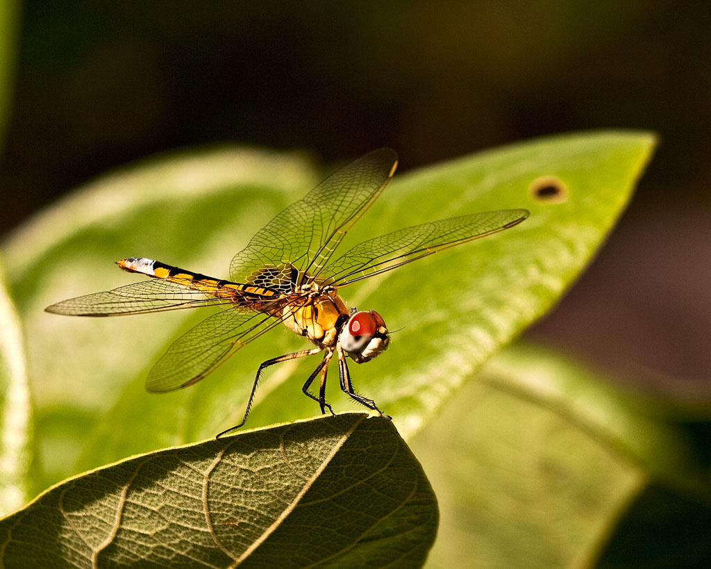 dragonfly_3