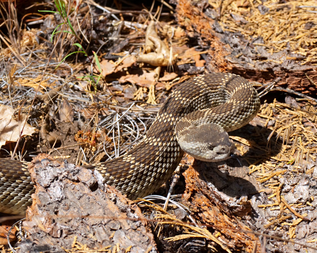 KingsCanyon2010_1092v1