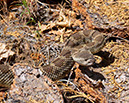 KingsCanyon2010_1092v1