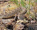 KingsCanyon2010_1093v1